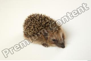 Hedgehog - Erinaceus europaeus  0057